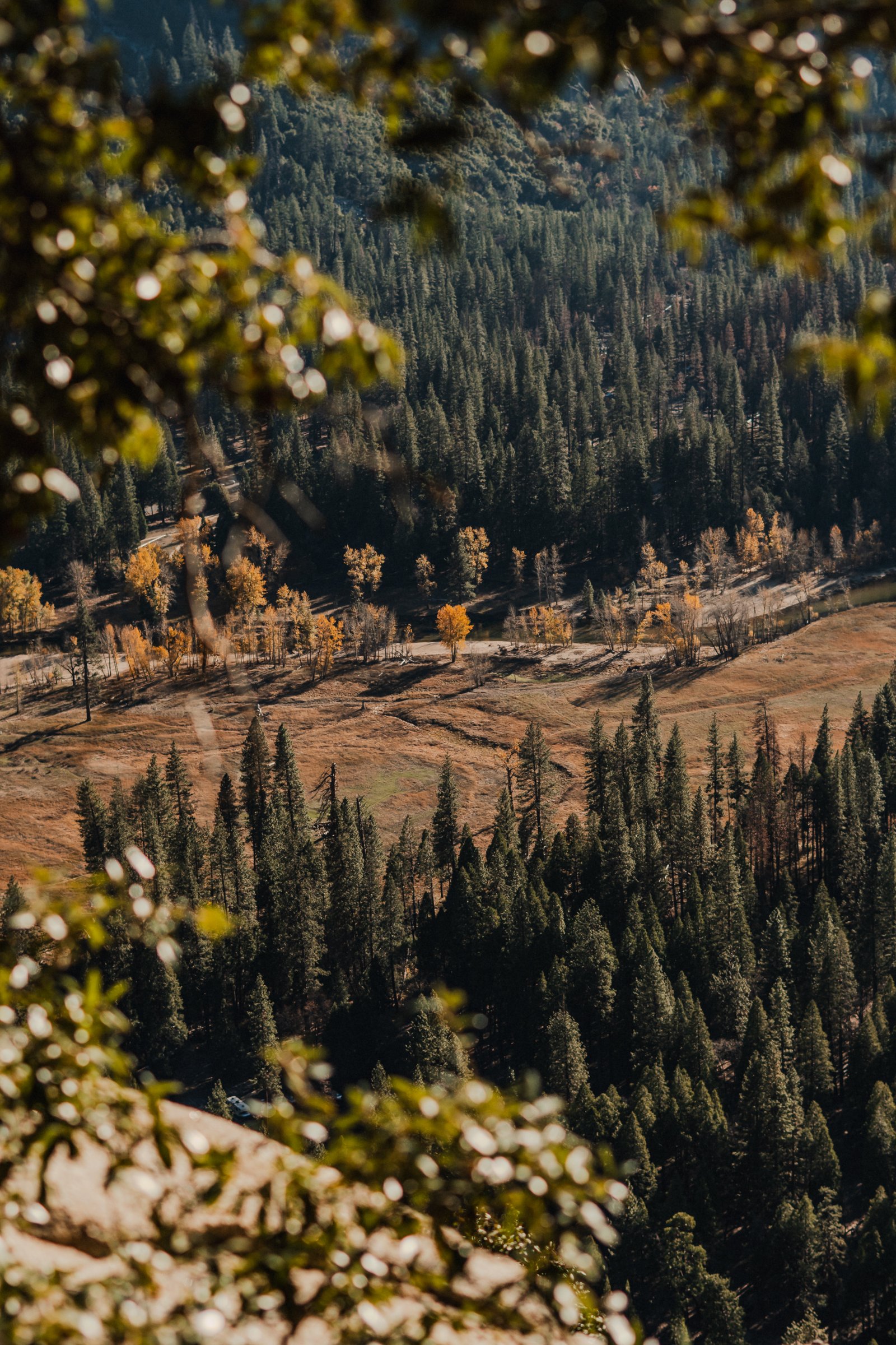 The valley floor seen through autumn oak leaves. Yellow bokeh, golden cottonwood below.