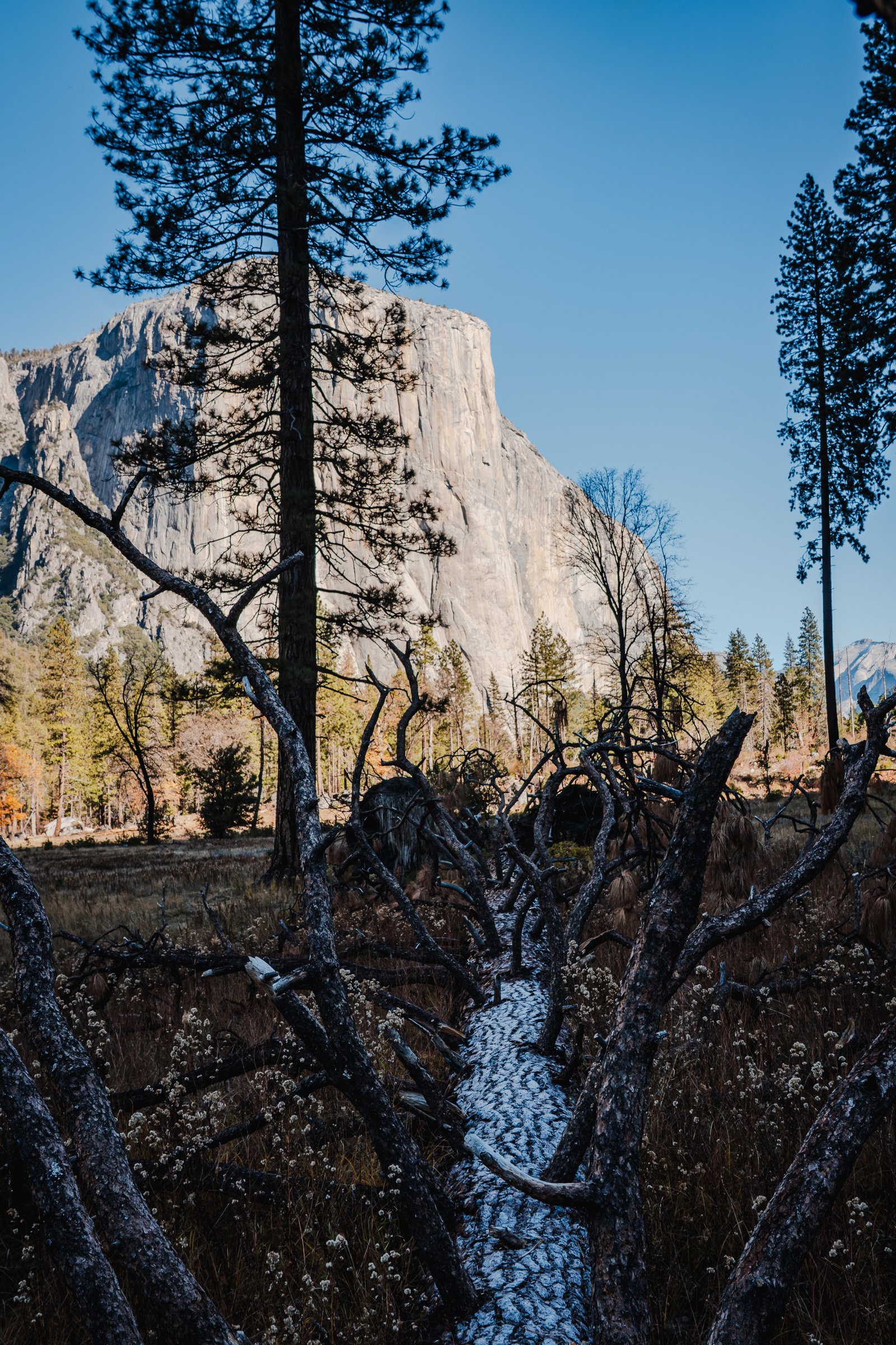 El Capitan framed by bare winter branches. The monolith behind the tangle of the meadow.