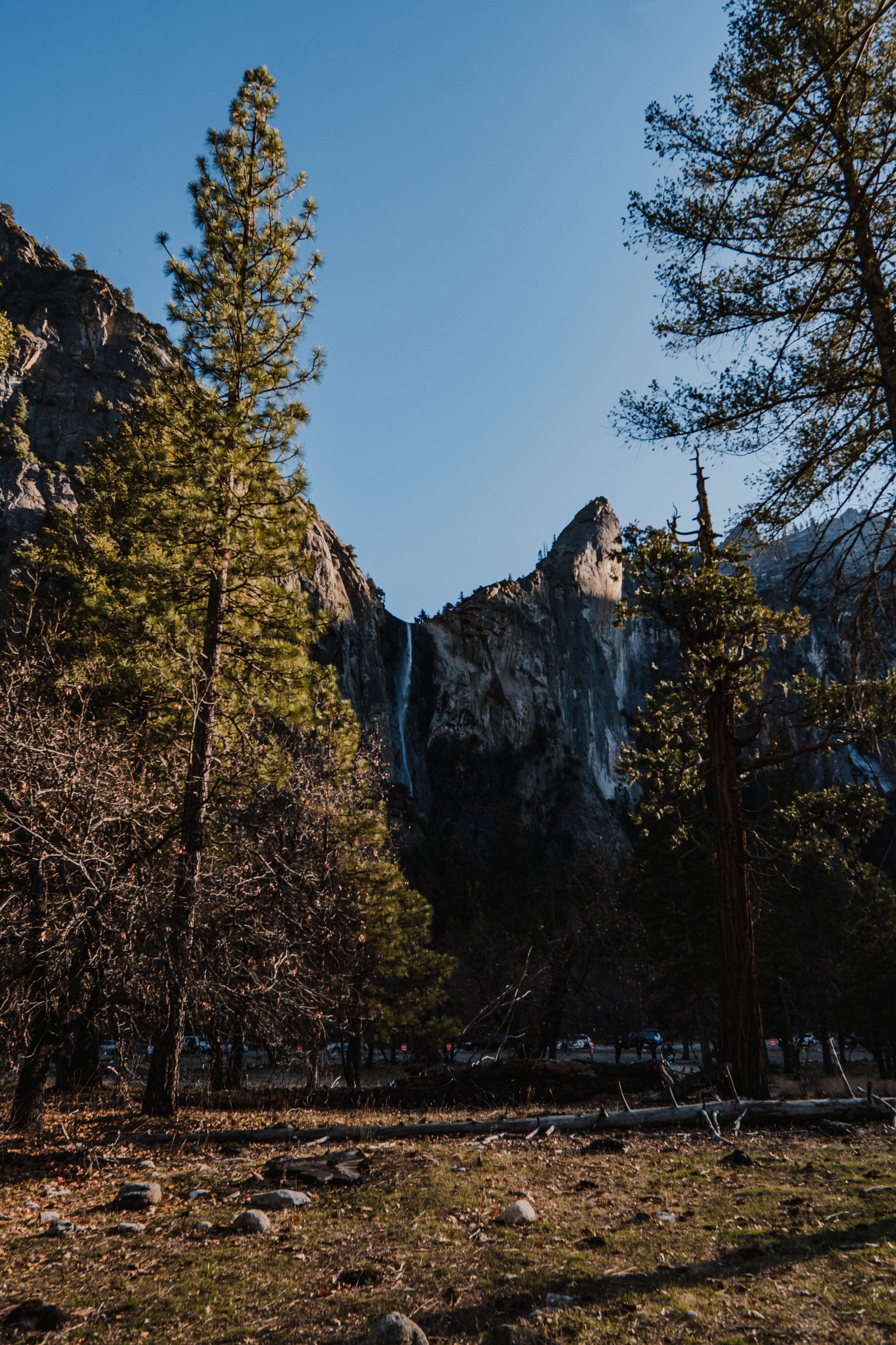 El Capitan with autumn cottonwood at full gold. The wall disappearing into the treeline.